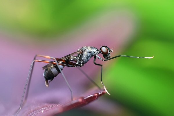Les caractéristiques des différentes espèces de fourmis